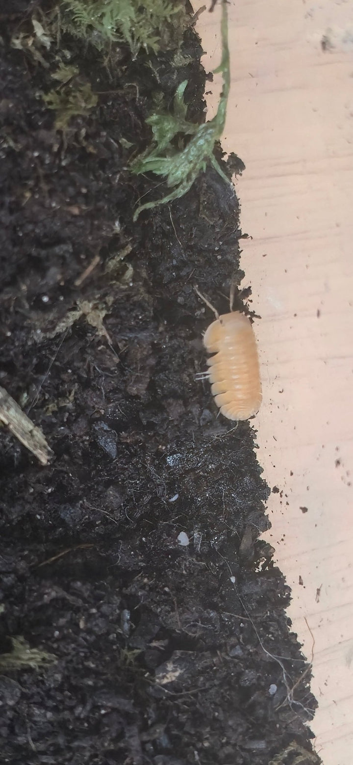 Orange Freezy Isopods (Cubaris sp.) - Isopods For Sale UK | PostPods