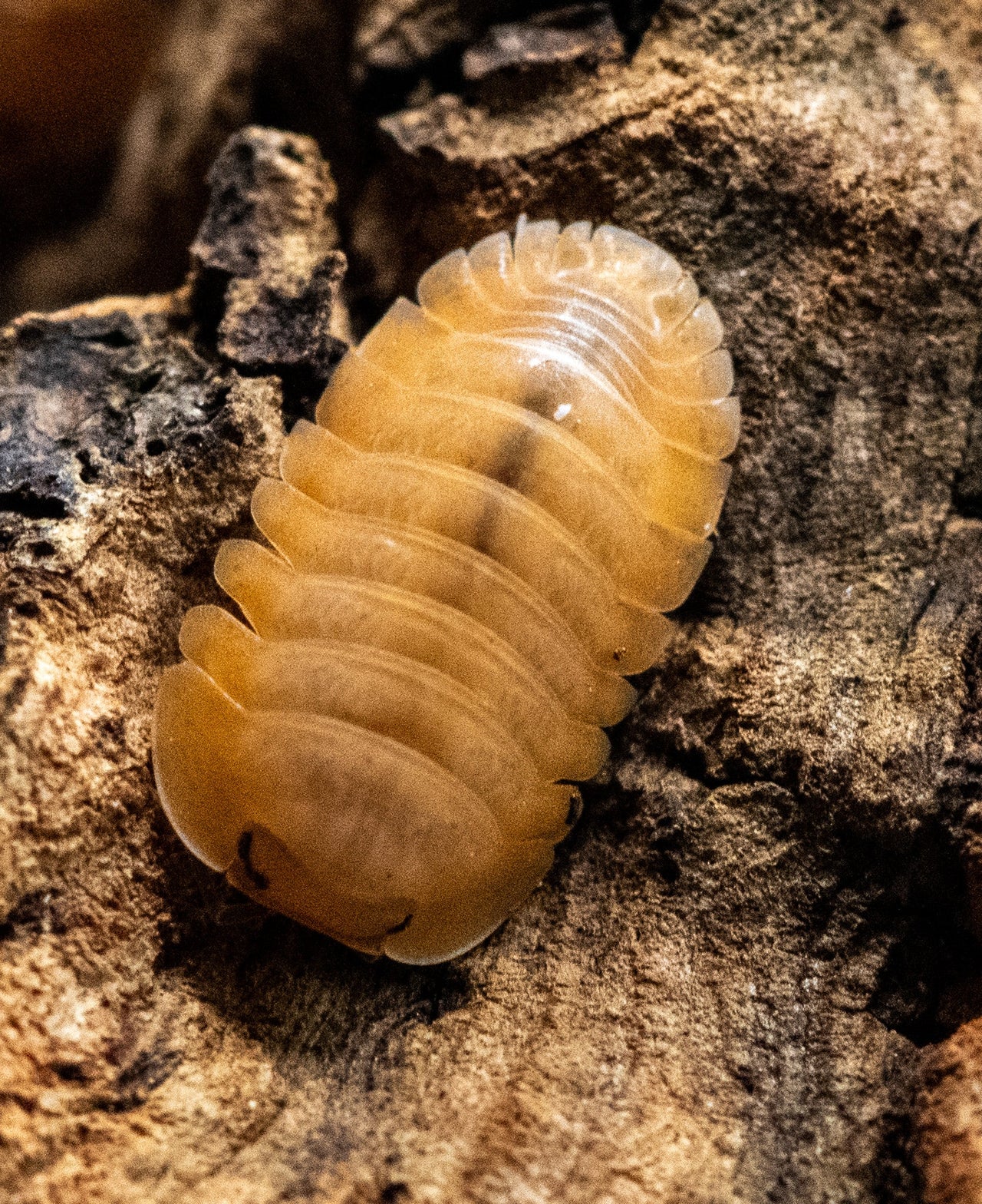 Orange Freezy Isopods (Cubaris sp.)
