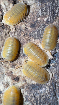 Orange Freezy Isopods (Cubaris sp.)