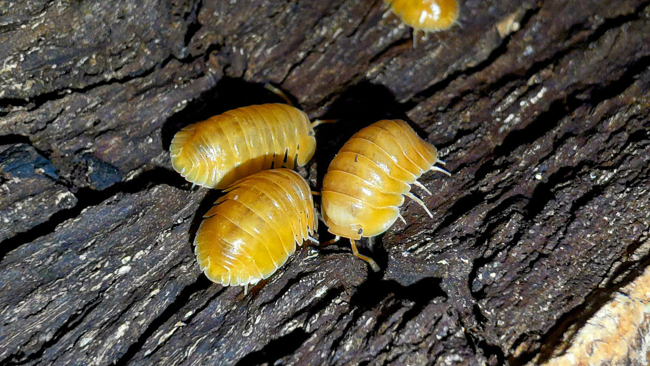Orange Freezy Isopods (Cubaris sp.)