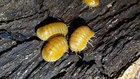 Orange Freezy Isopods (Cubaris sp.)