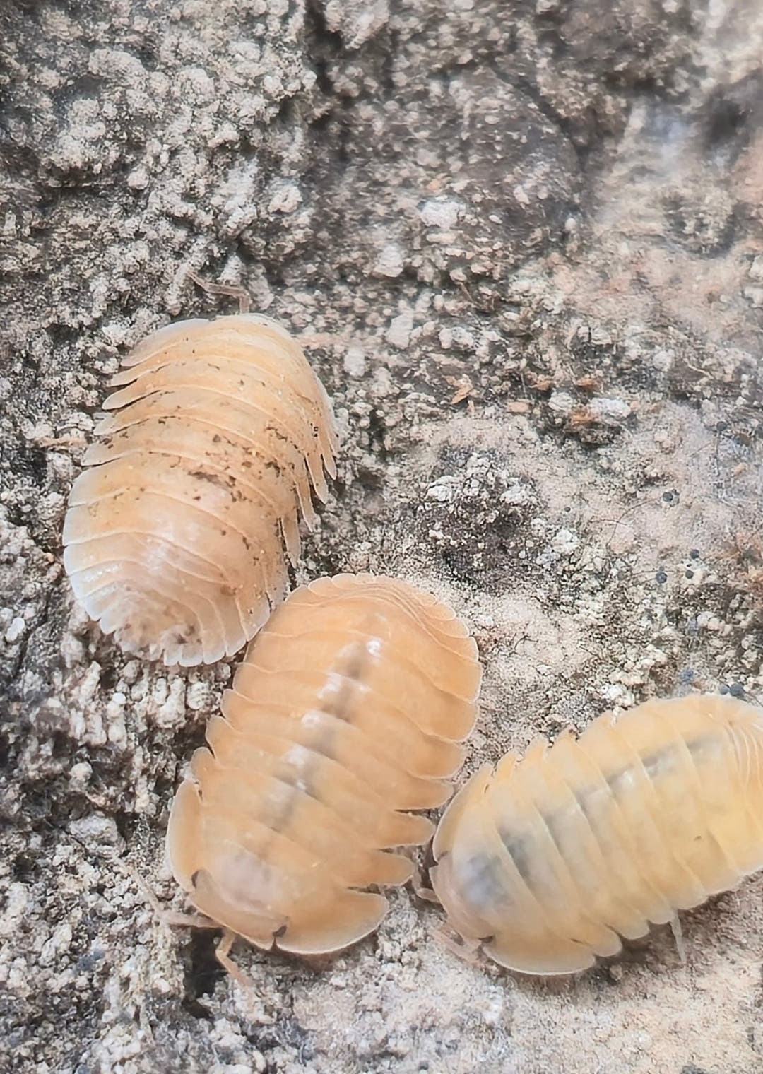 Orange Freezy Isopods (Cubaris sp.)