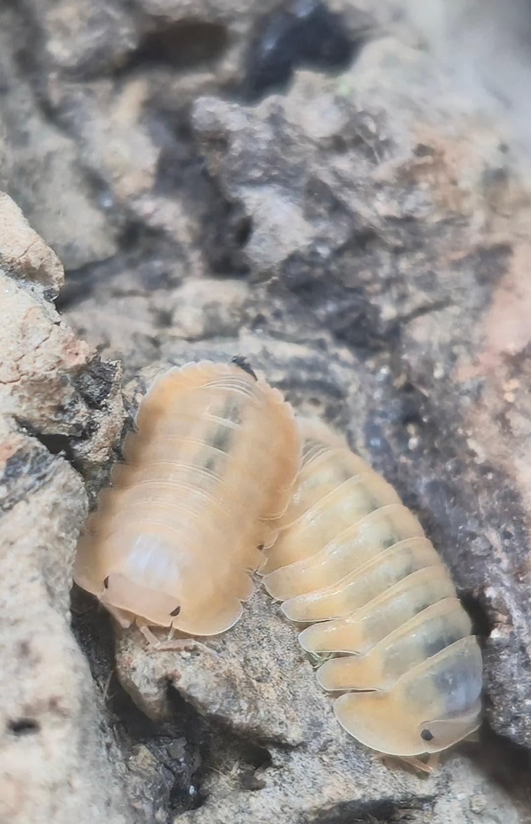 Orange Freezy Isopods (Cubaris sp.)