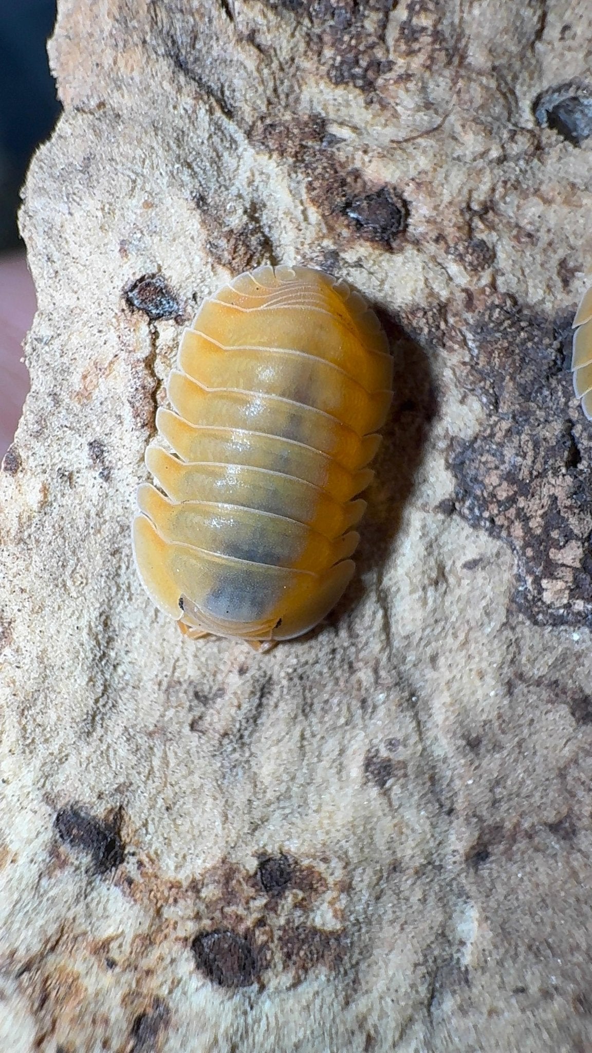 Orange Freezy Isopods (Cubaris sp.)
