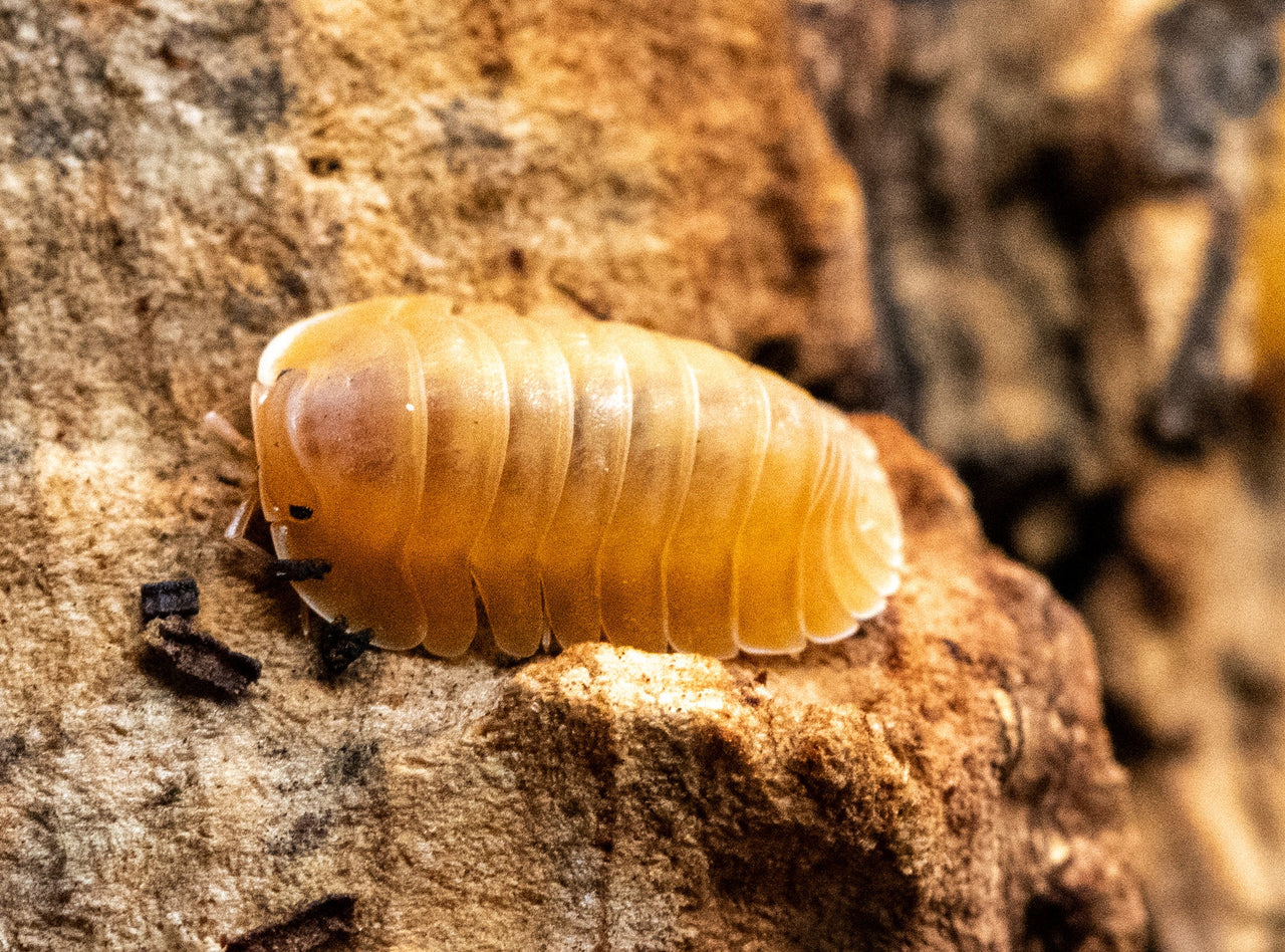 Orange Freezy Isopods (Cubaris sp.)