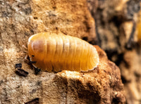 Orange Freezy Isopods (Cubaris sp.)