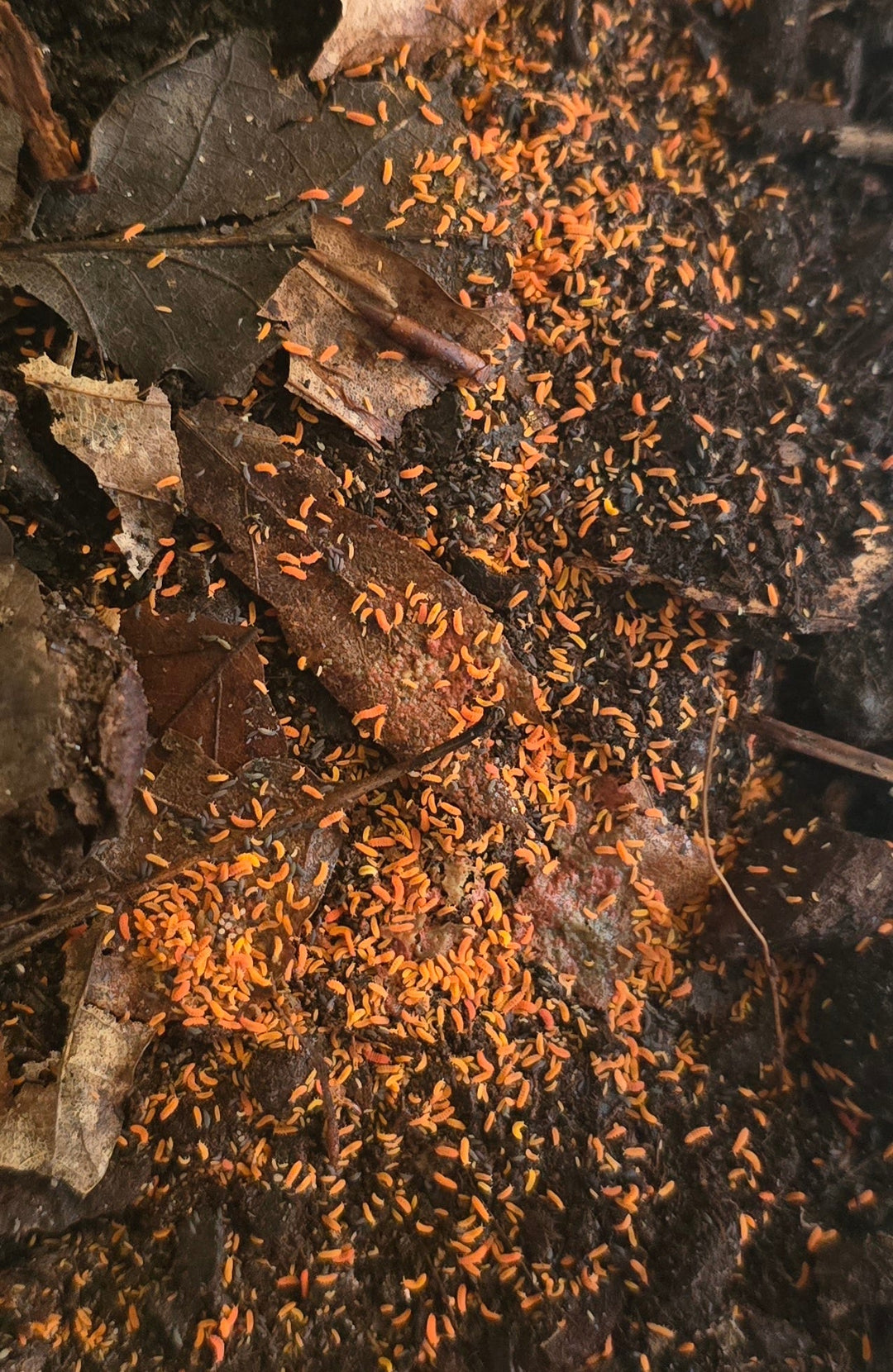 Orange Springtails "Bilobella braunerae"