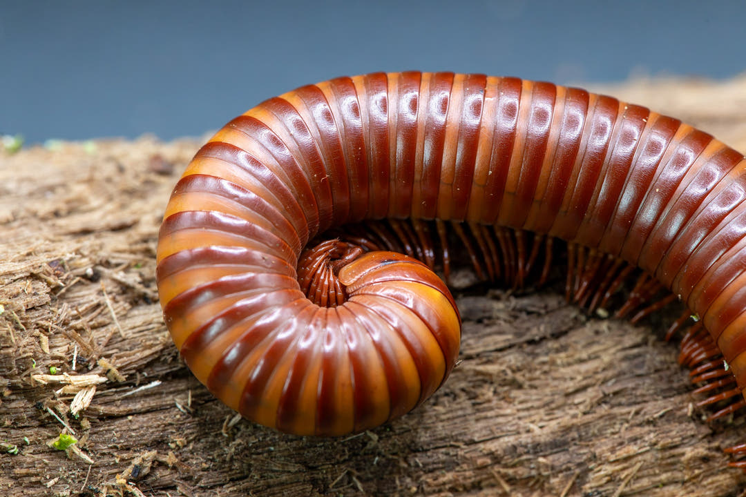 orange banded millipede segments alternate between orange and maroon coloured 