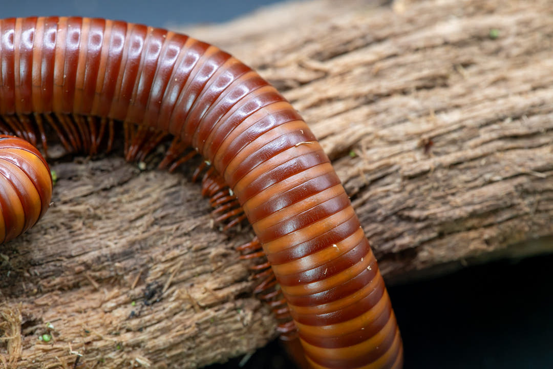 An Orange Titan millipede curving across pale weathered wood, glossy chestnut ringed with amber, a second millipede beside it.