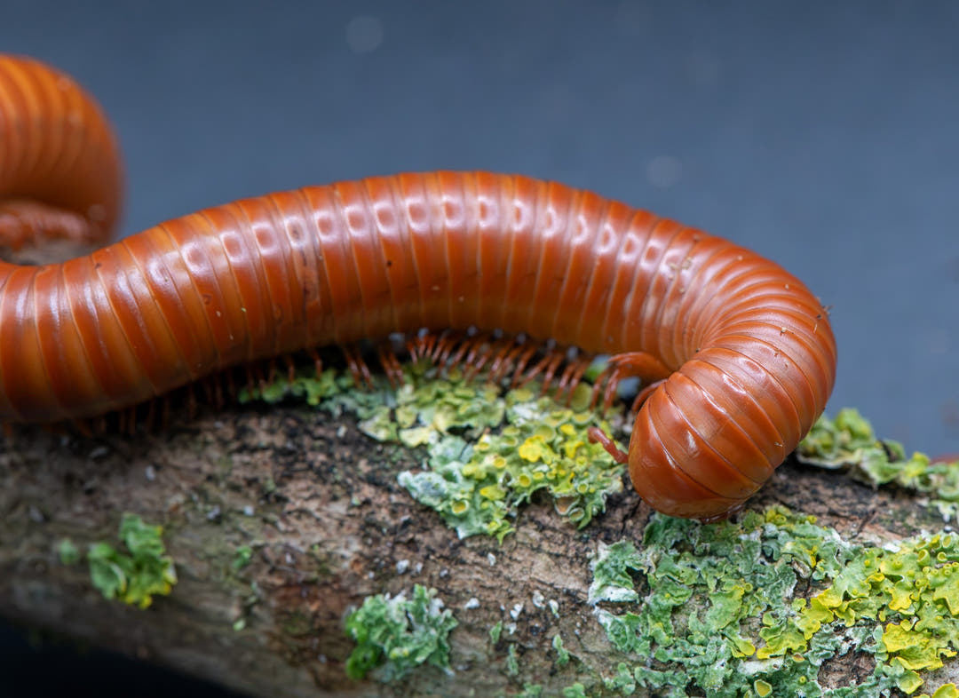 large orange millipede eating lichen on a tee branch