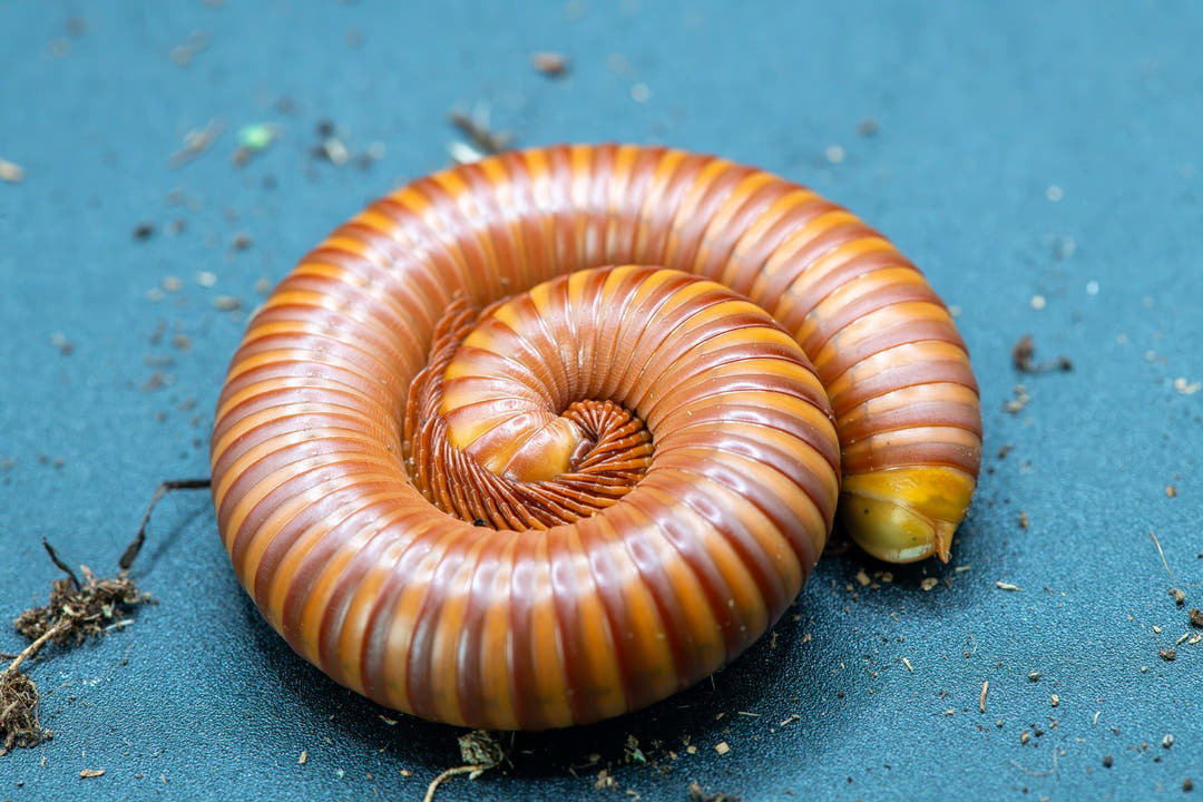 A coiled brown and orange millipede on a textured blue surface with small bits of soil visible.