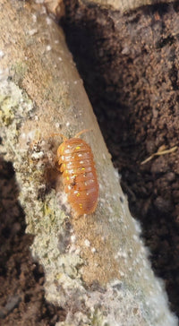 Frontetriangulum Orange Isopods