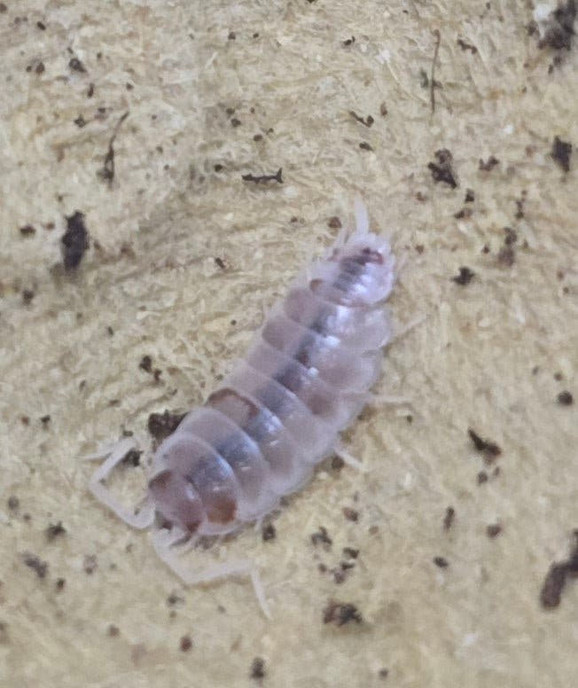 orange Dalmatian isopod