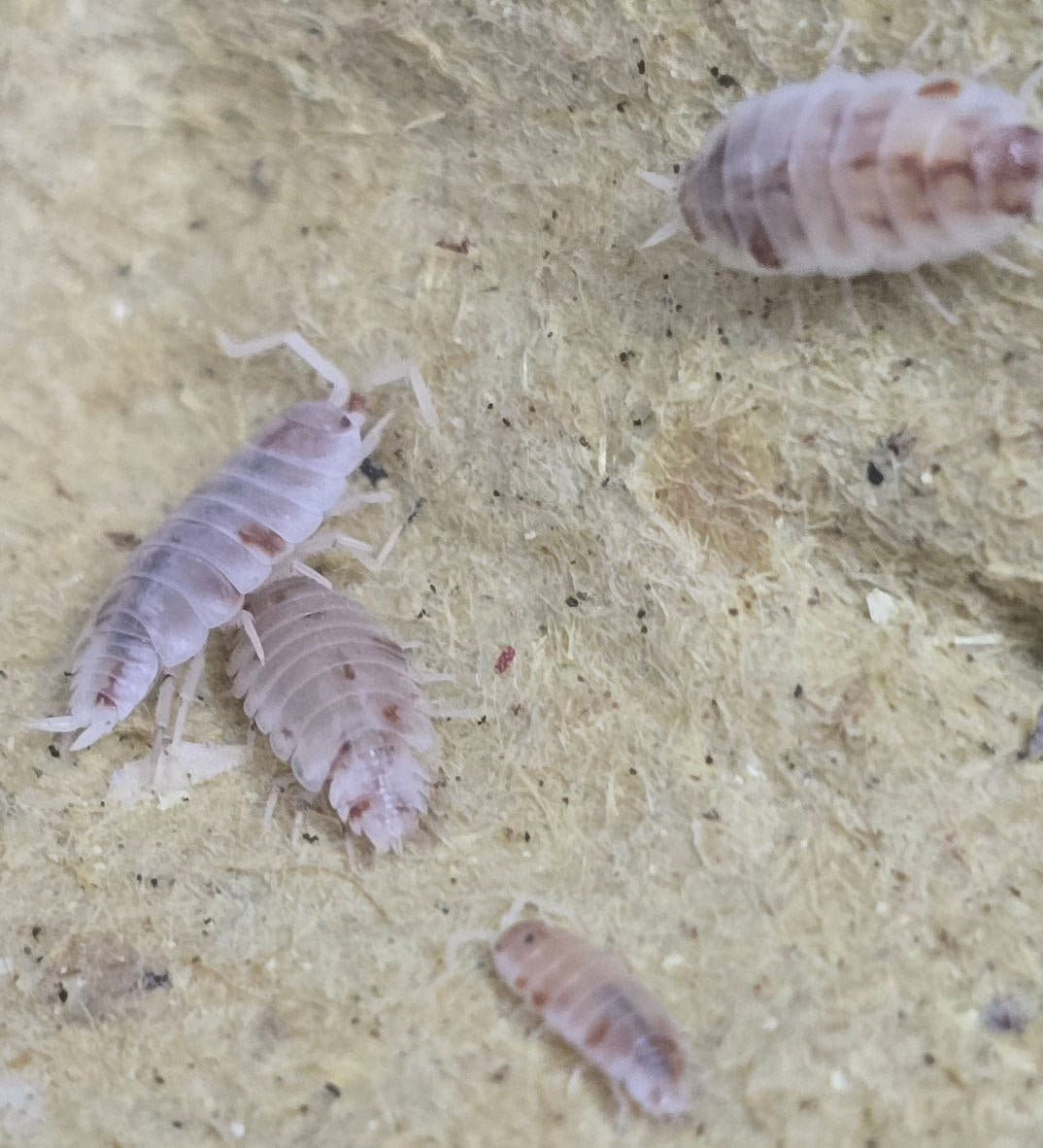 orange Dalmatian isopods