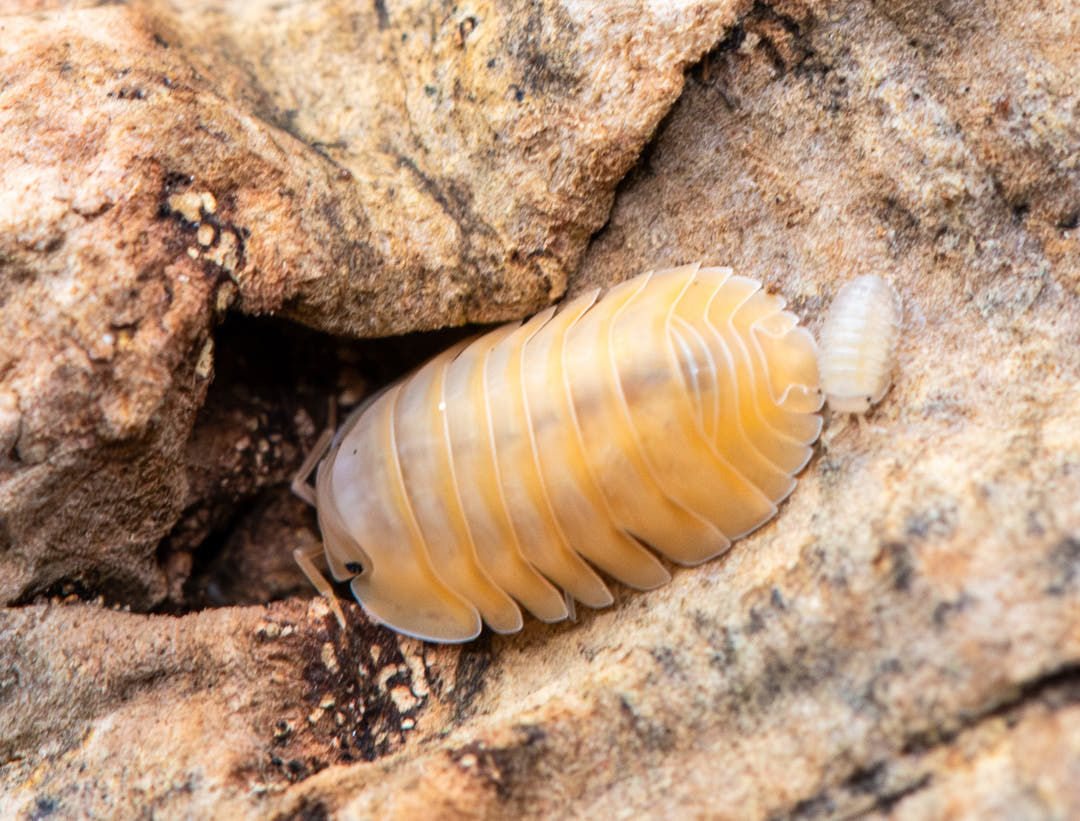 bright orange isopod with black in middle due to digesting food