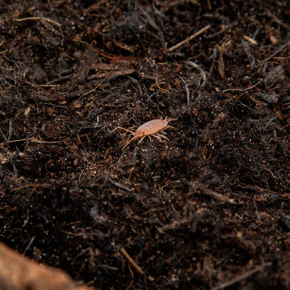 powder orange isopod