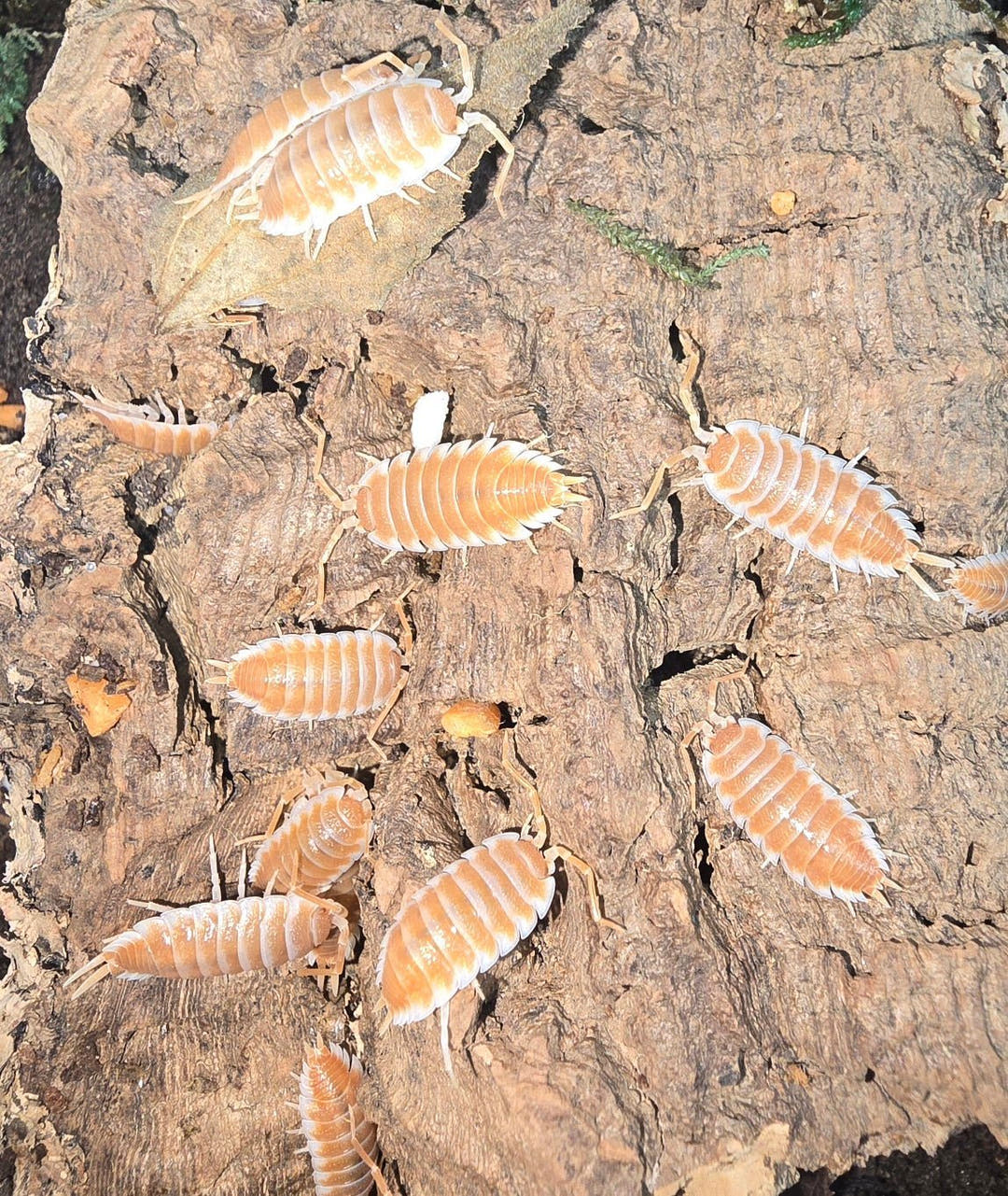 orange isopods for sale