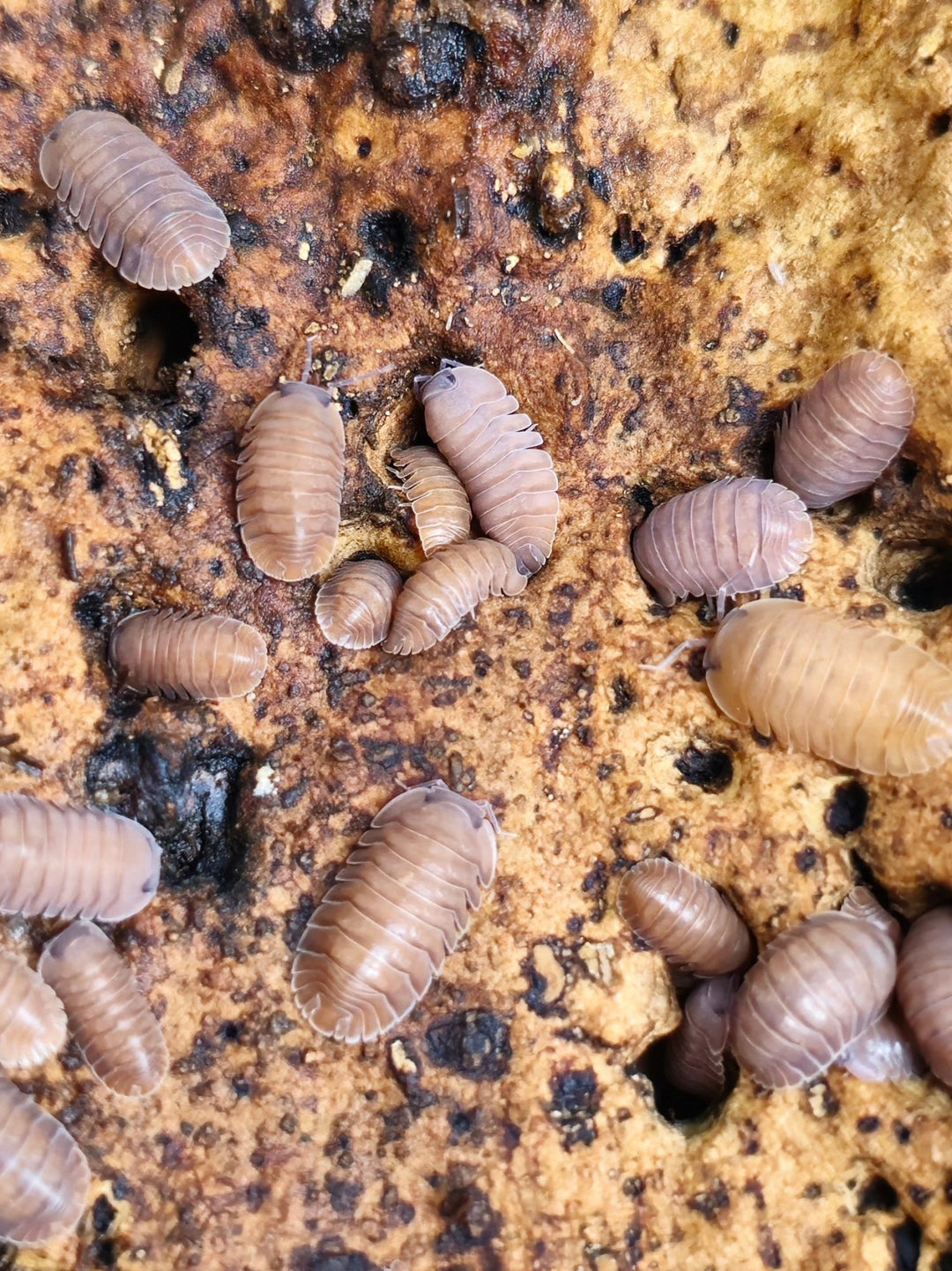 A dozen smooth, plump Salmon isopods in a uniform pinkish-tan colour, spread over pale weathered cork bark.