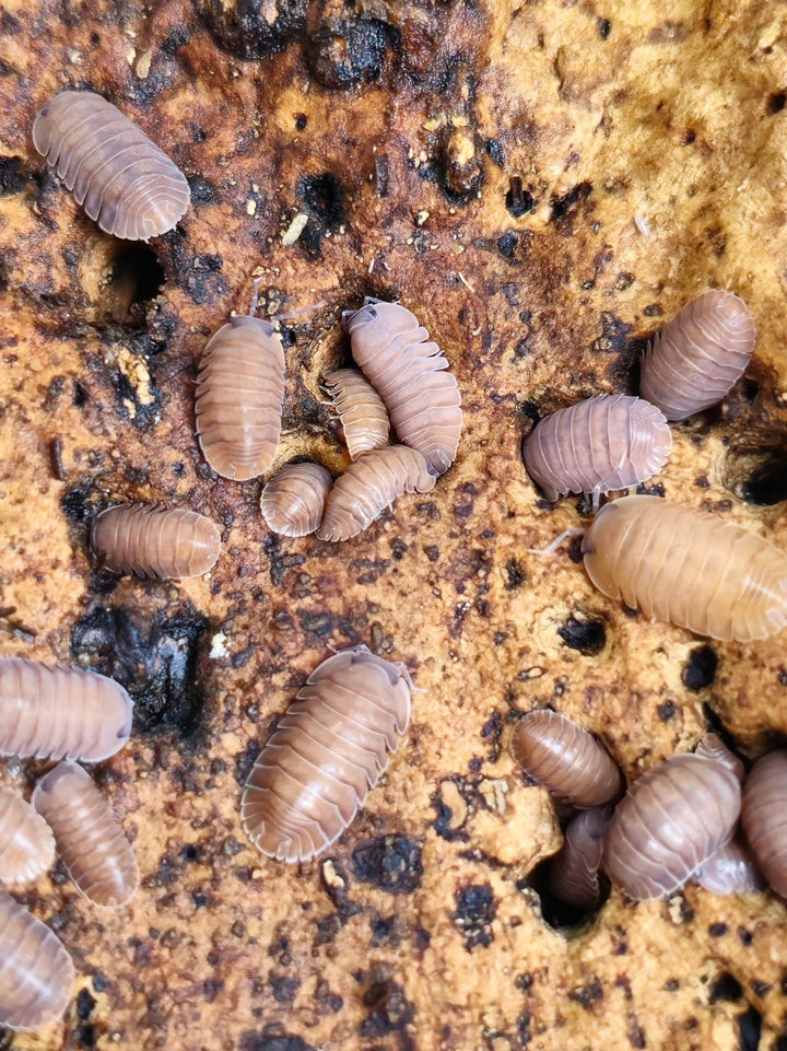 A dozen smooth, plump Salmon isopods in a uniform pinkish-tan colour, spread over pale weathered cork bark.