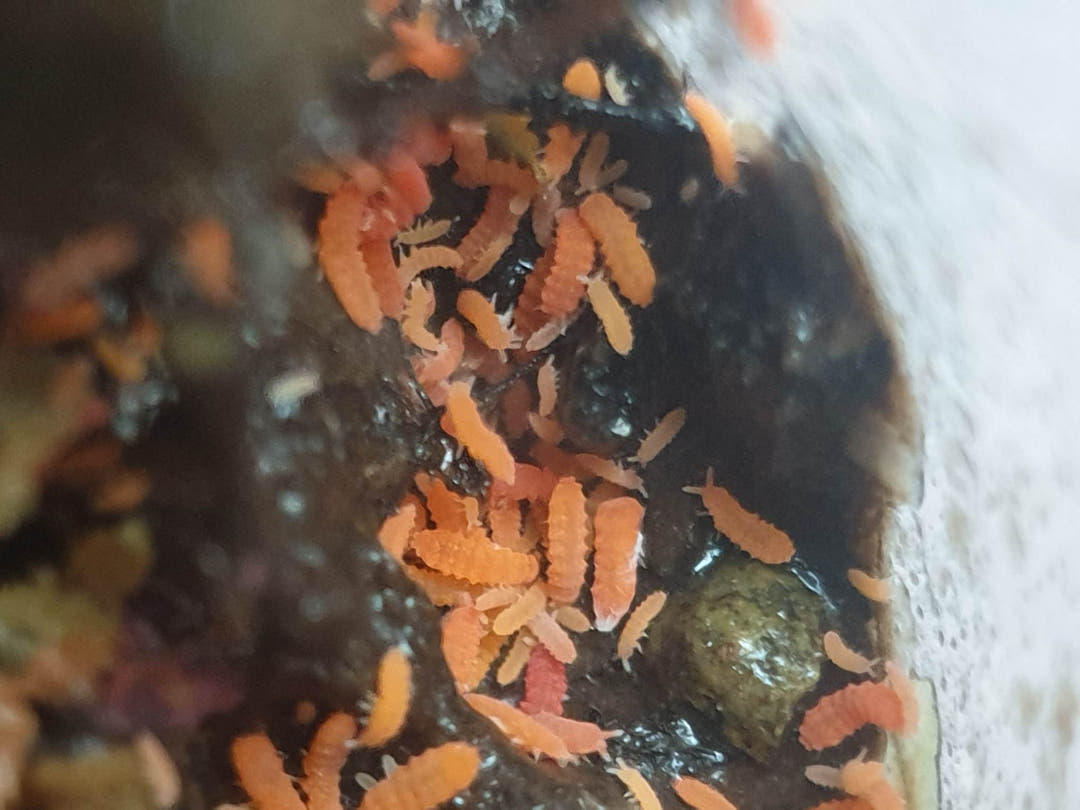 orange springtails