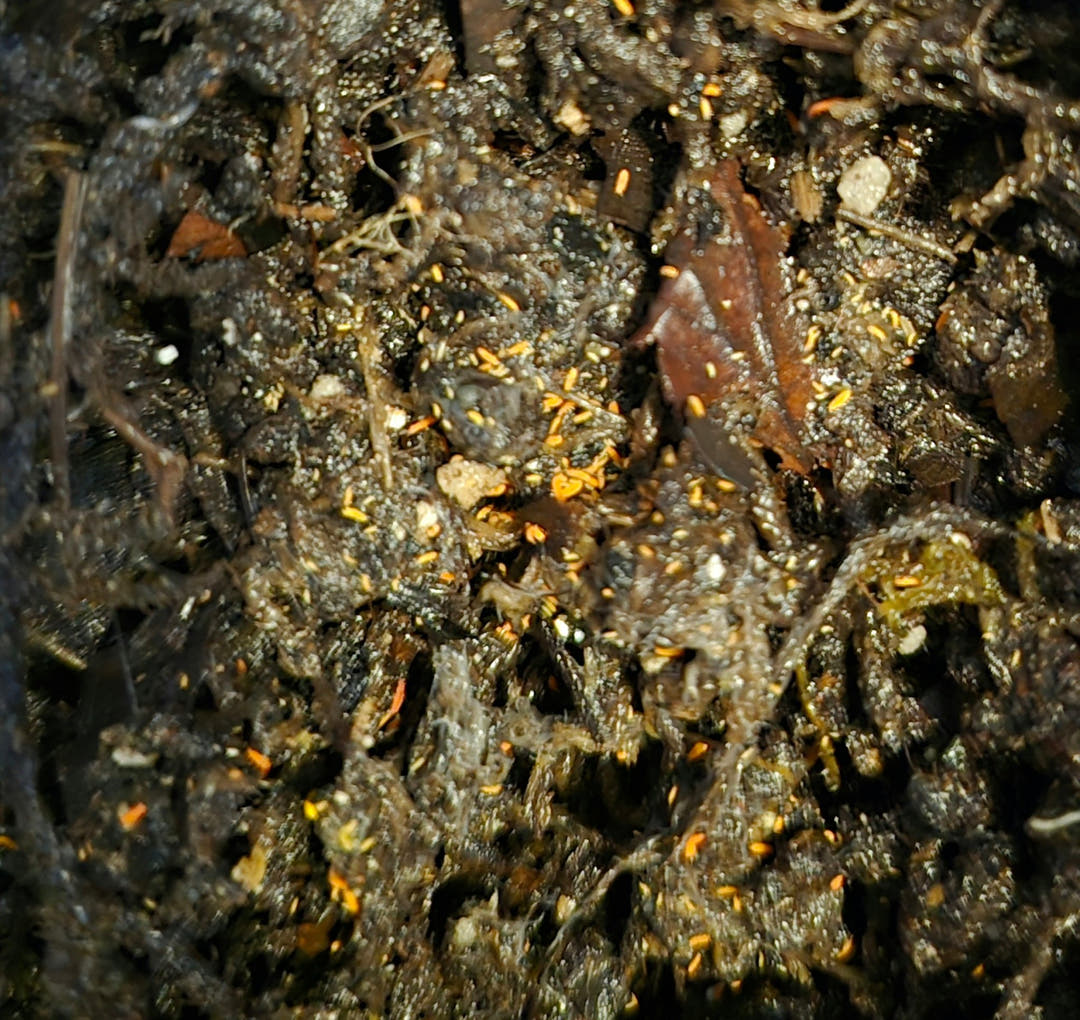 springtails for sale