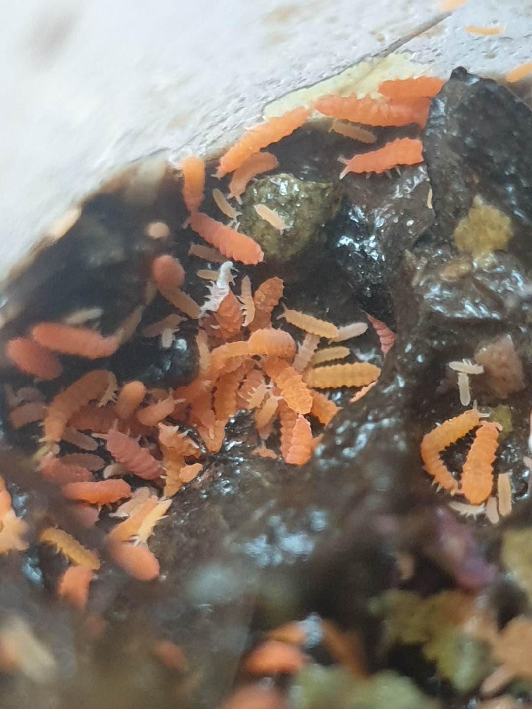 orange springtails