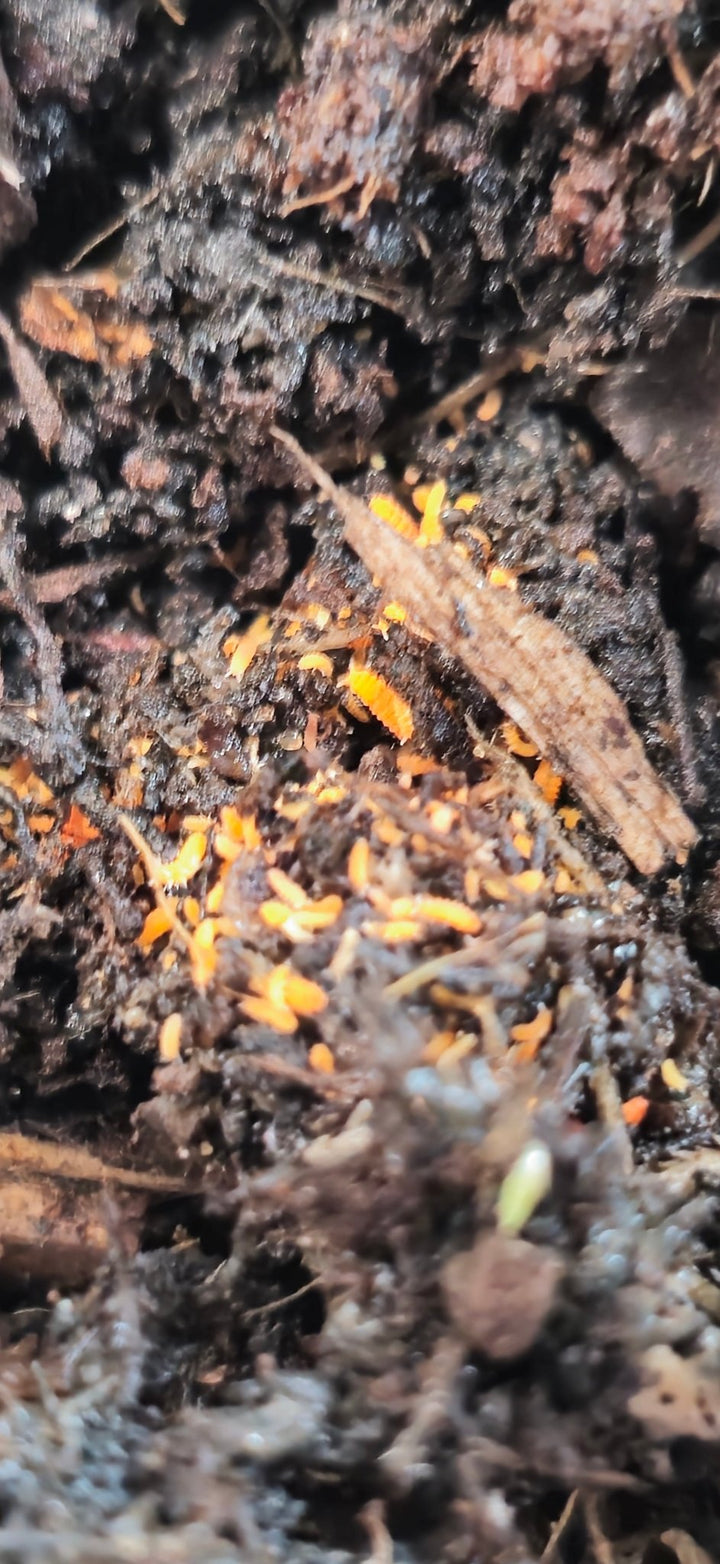 orange springtails for sale
