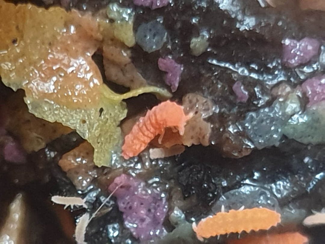 springtails for sale