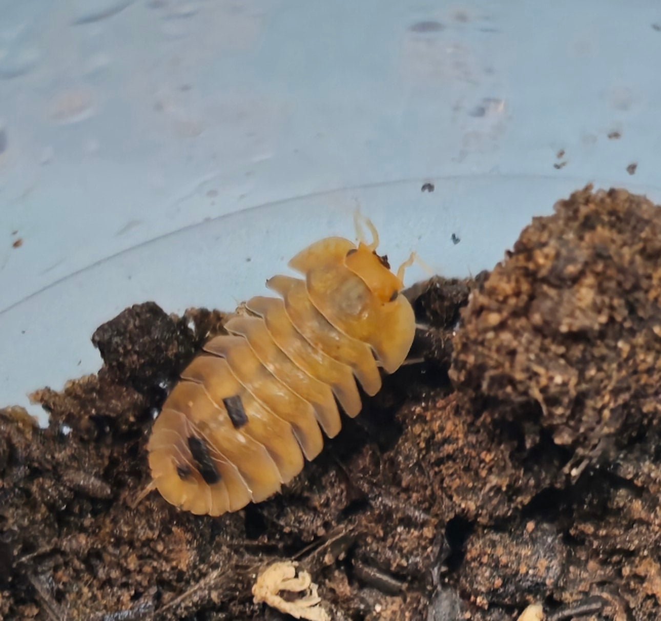 orange sunset isopod