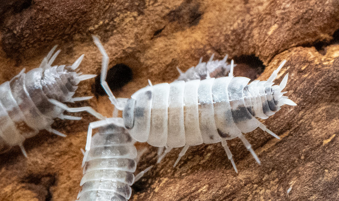 oreo crumble isopods