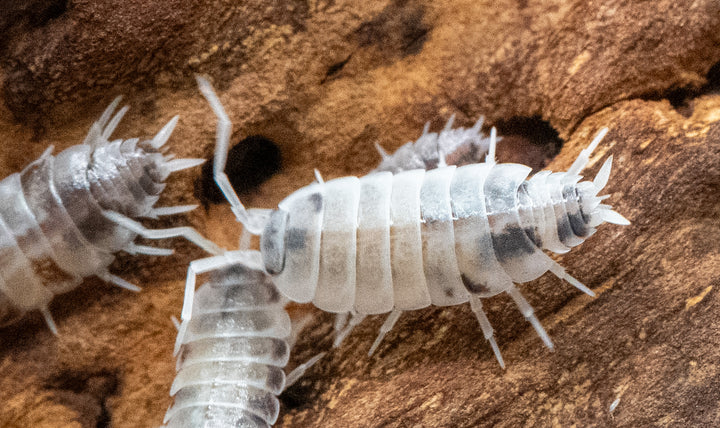 oreo crumble isopods