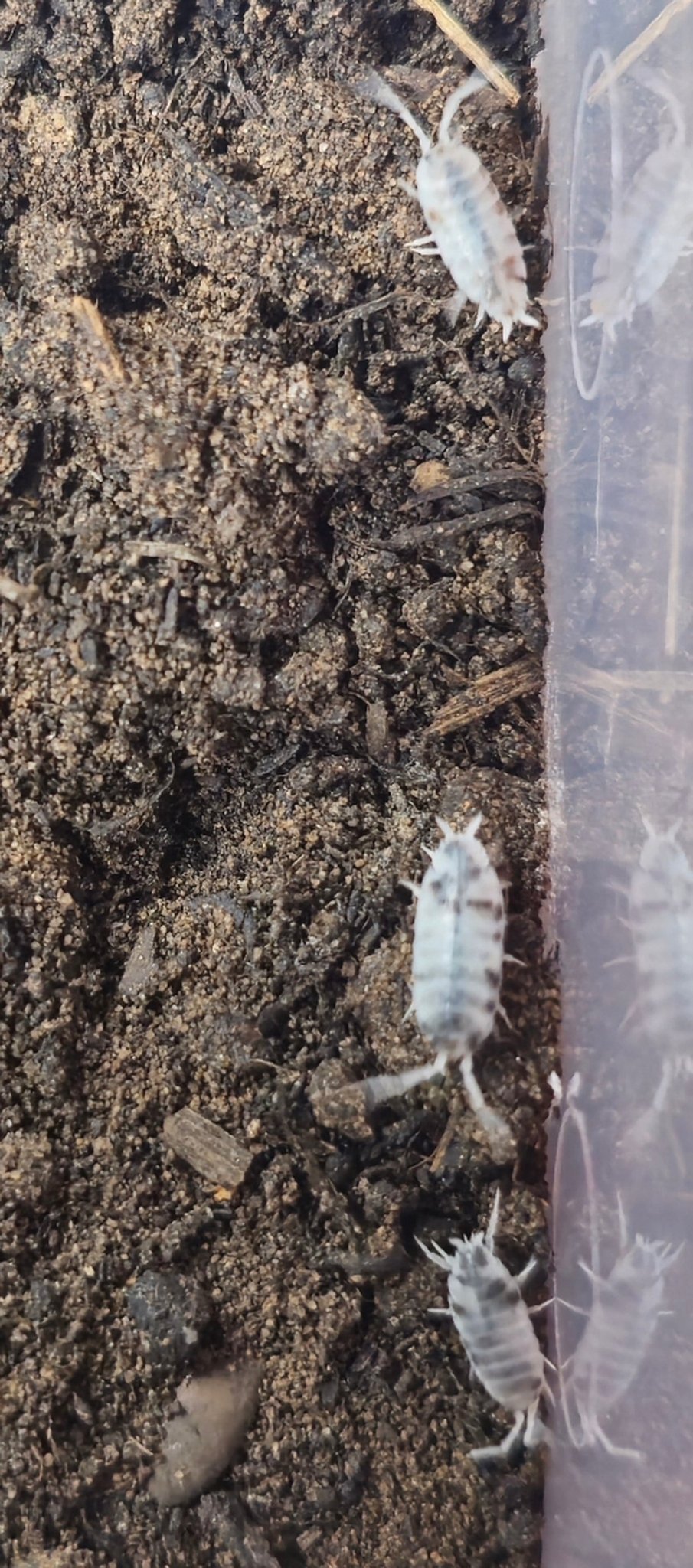 oreo crumble isopods for sale