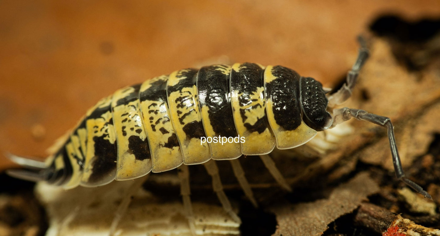 ornatus high yellow isopod