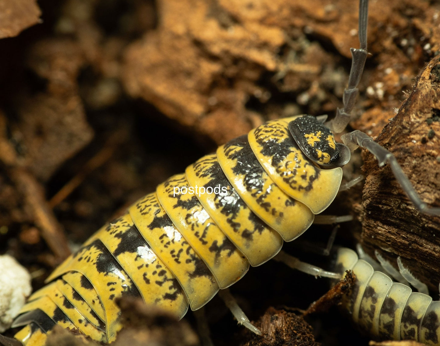 porcellio ornatus high yellow 2