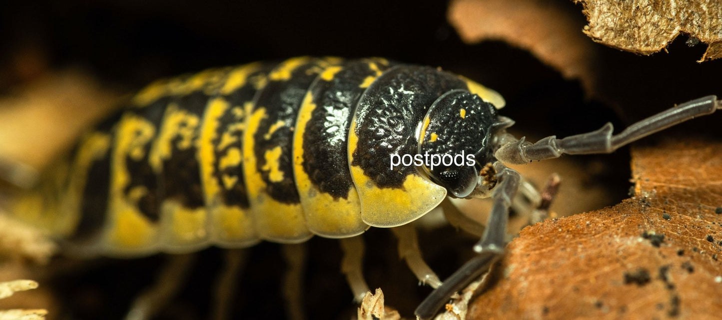 porcellio ornatus high yellow