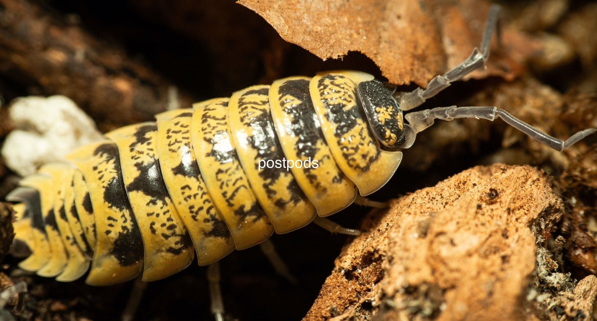 porcellio ornatus high yellow isopods