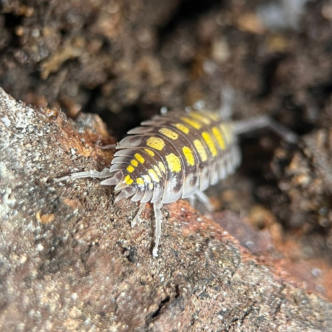 porcellio haasi high yellow isopods