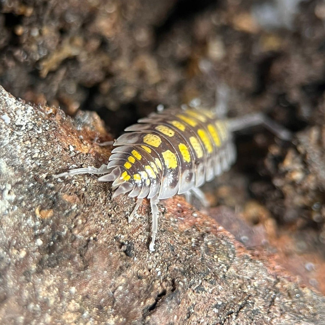 porcellio haasi high yellow isopods