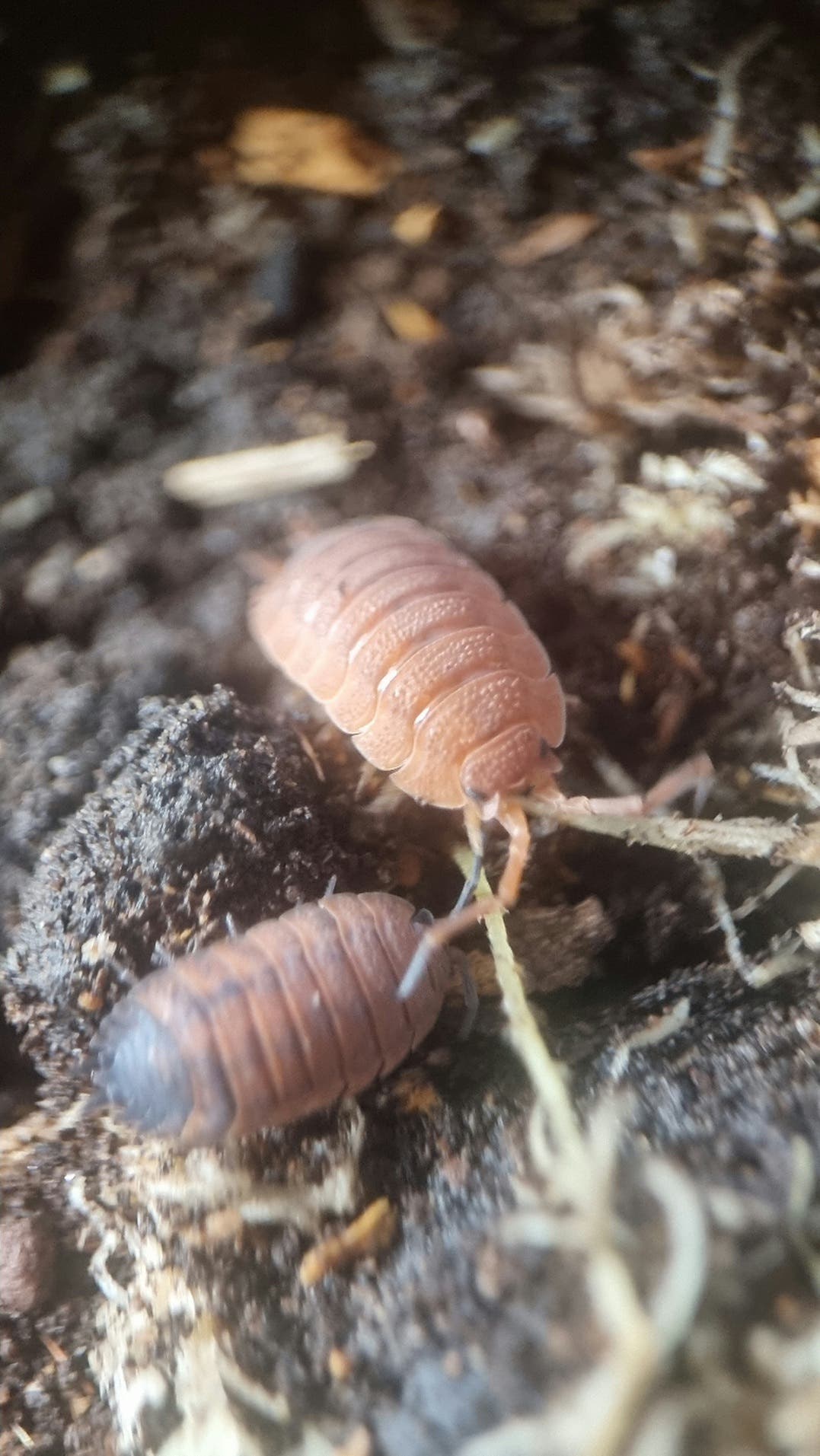 lava isopods for sale