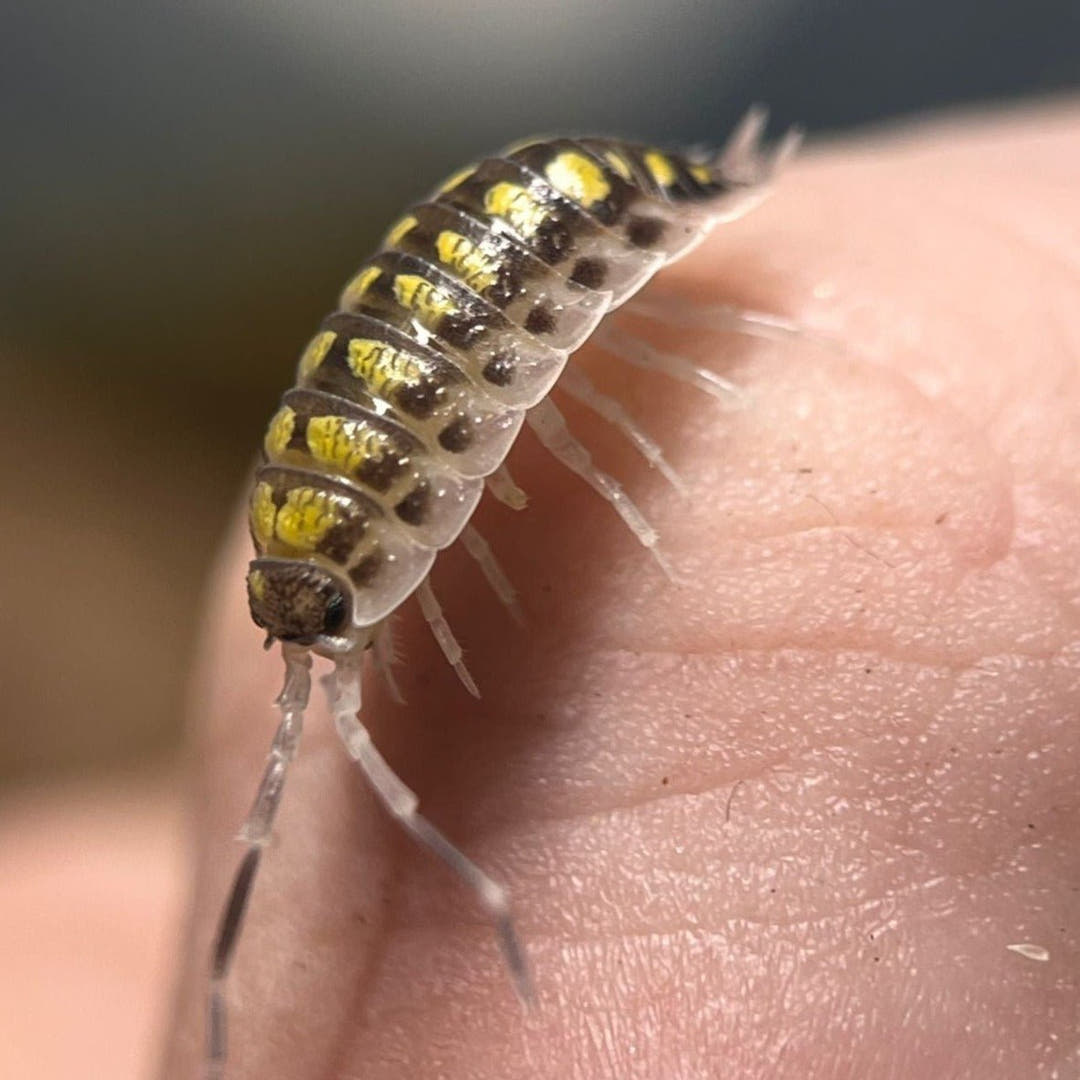 p haasi high yellow isopods