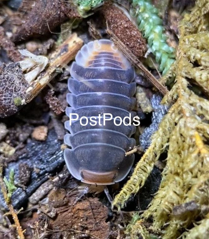 pak chong isopod