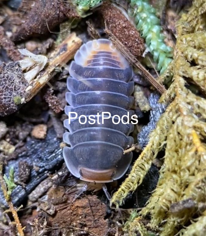 pak chong isopod