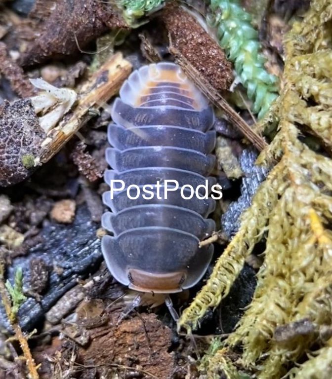 pak chong isopod