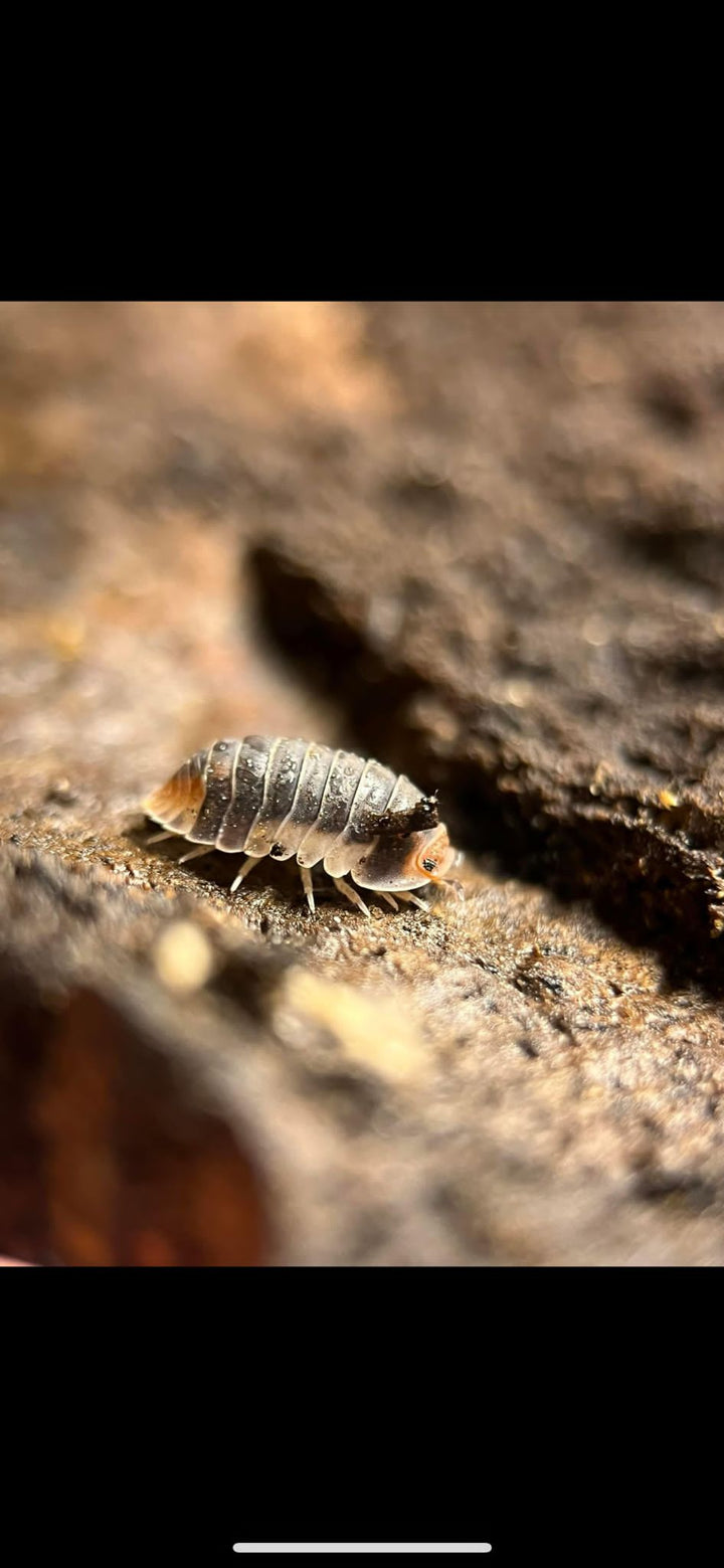cubaris pak chong isopod