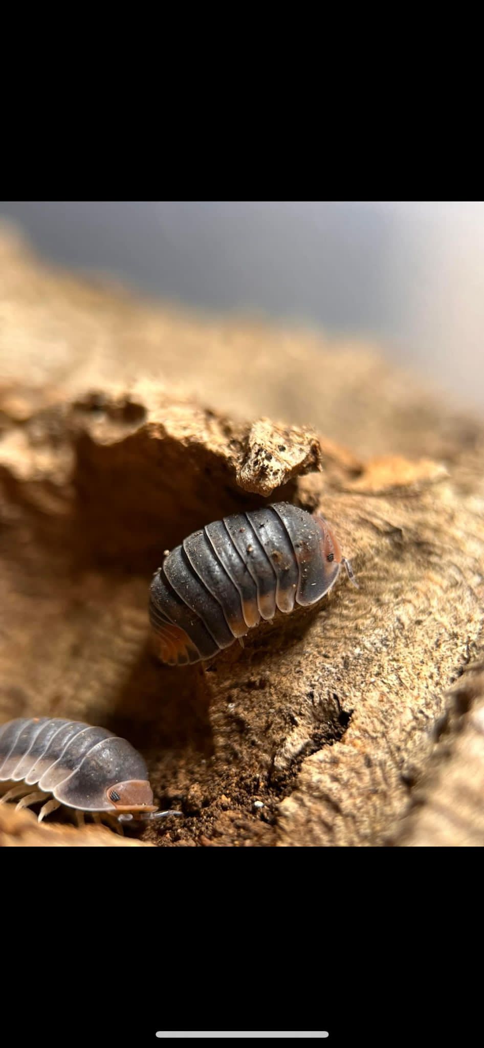 pak chong isopods