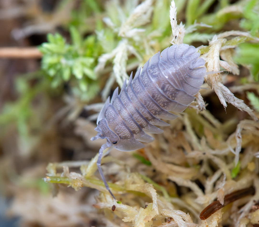 A pale grey Pallasii &