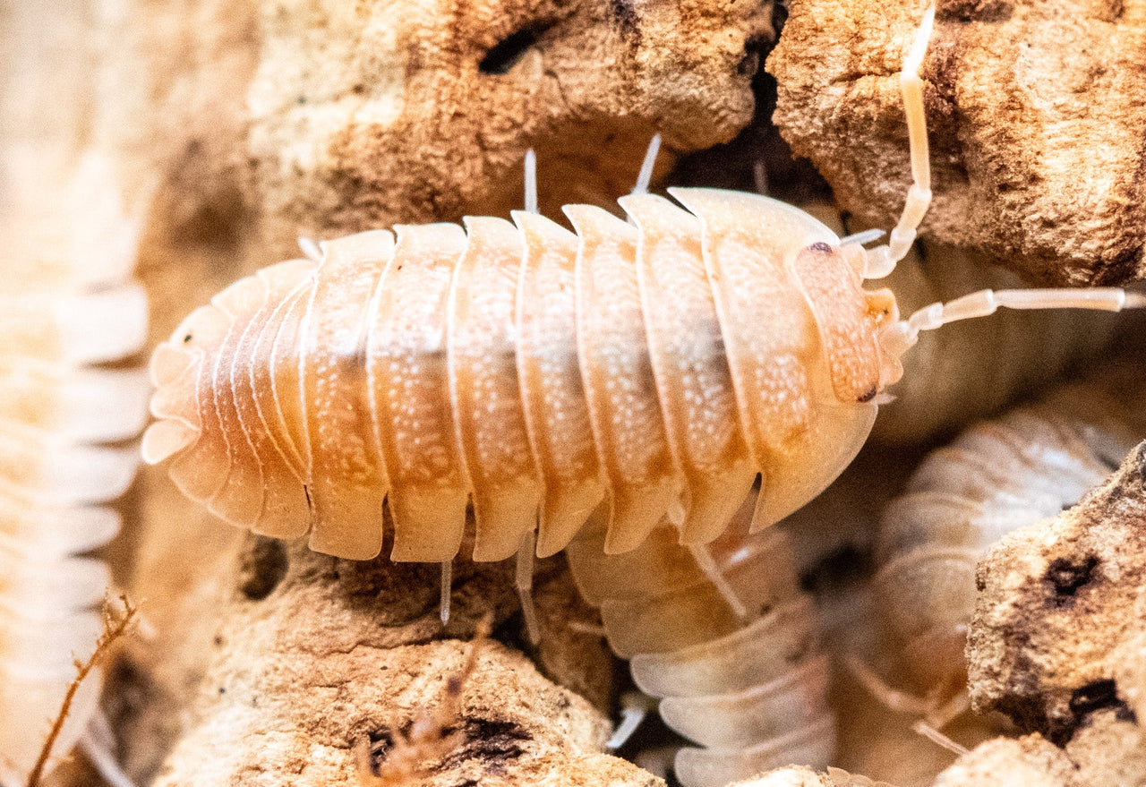 Pallasii Orange Isopods