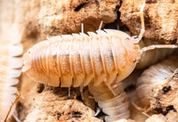 Pallasii Orange Isopods