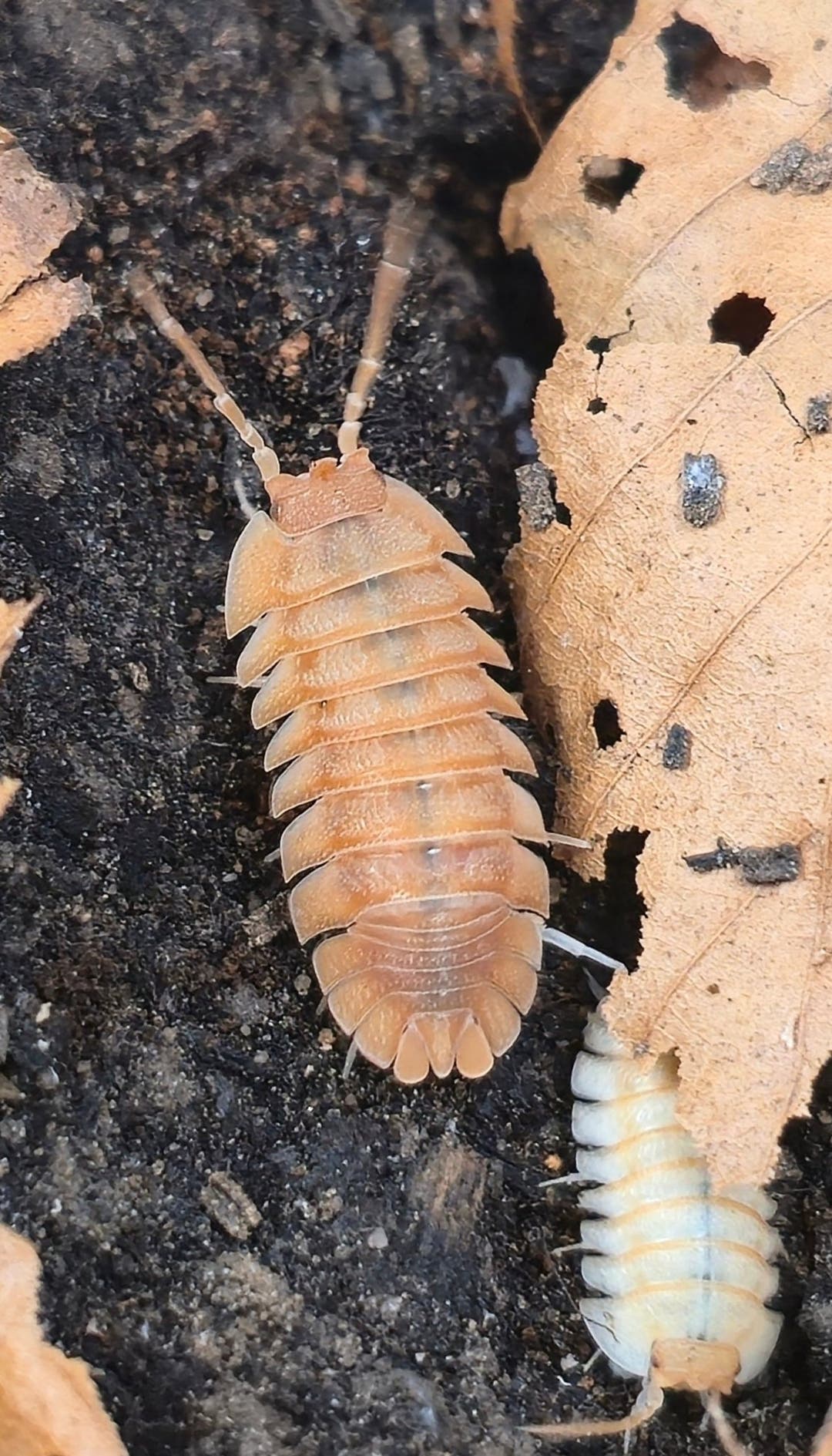 Pallasii Orange Isopods (Armadillidium)
