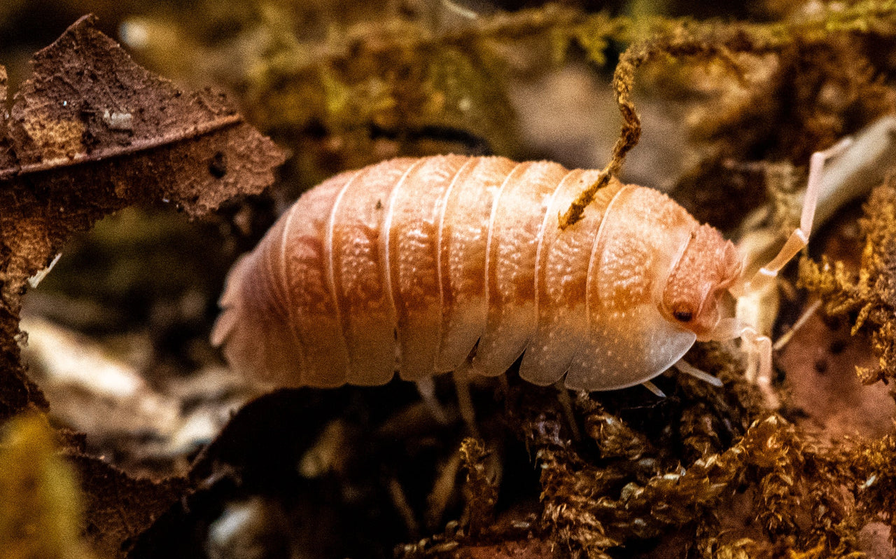 Pallasii Orange Isopods (Armadillidium)